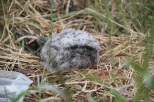 I spotted this owl chick near my garden bed.  Looks like it fell our of a tree.