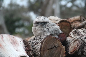 Owl chick found on woodpile after a few days.